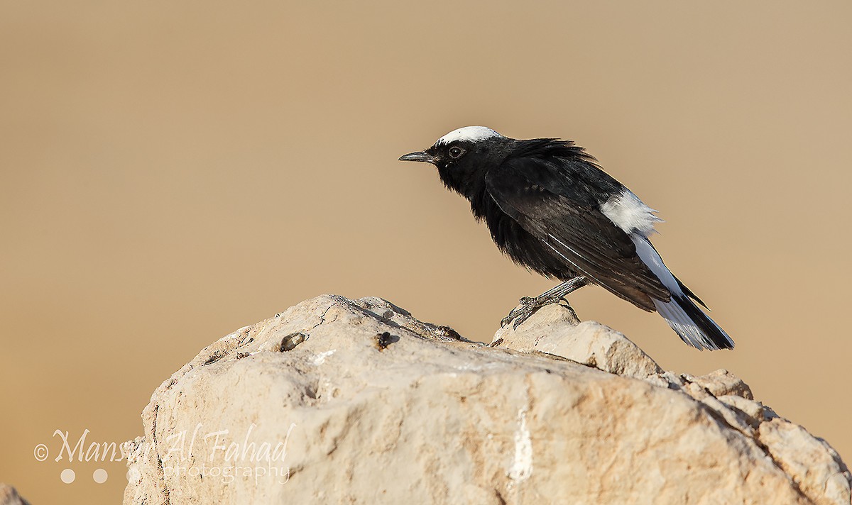 White-crowned Wheatear - ML250100561