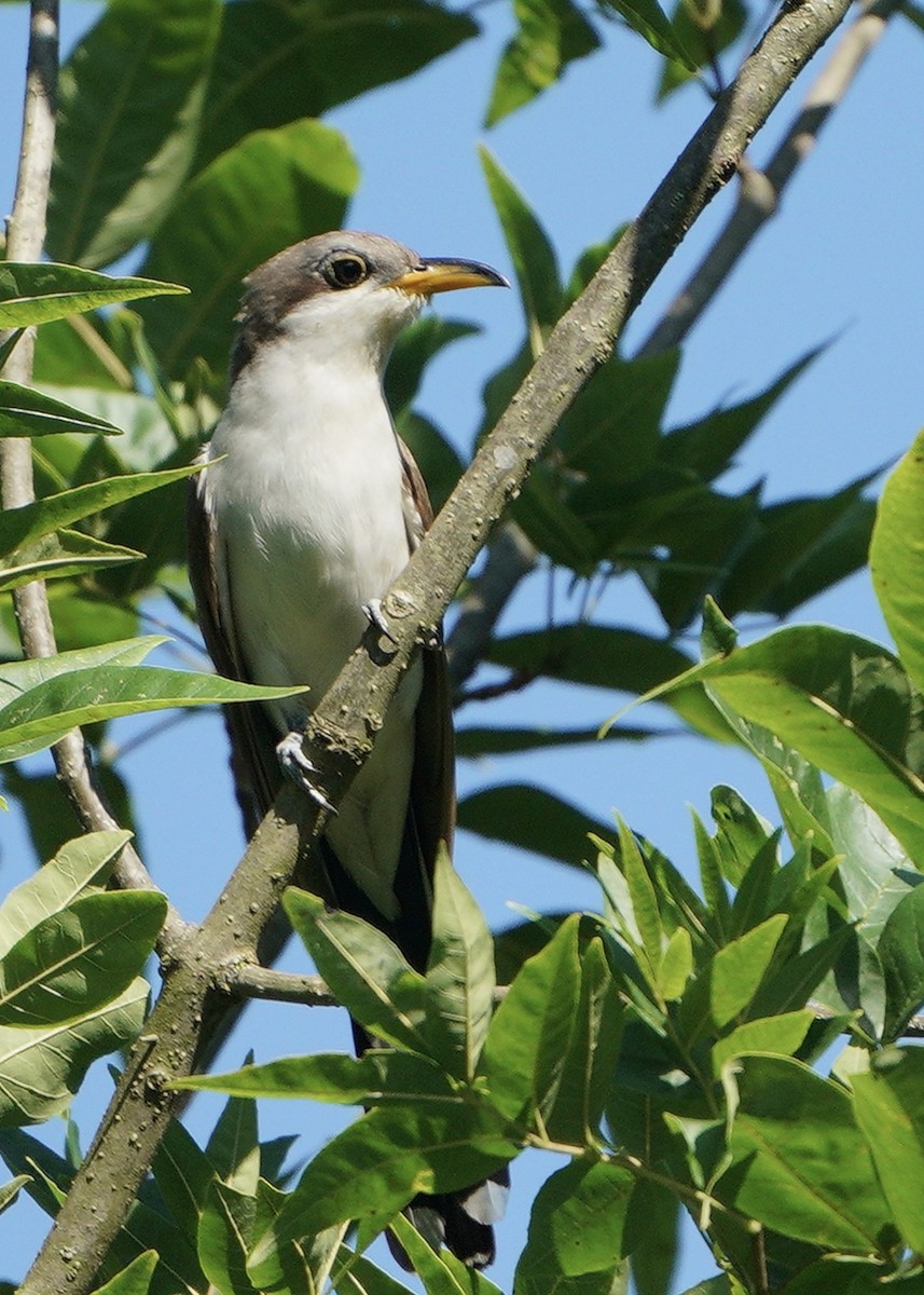 Yellow-billed Cuckoo - ML250100901