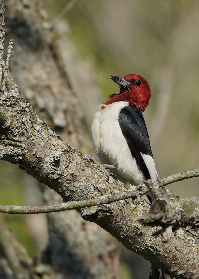 Red-headed Woodpecker - ML250101021