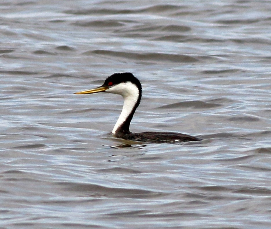 Western Grebe - Tom Gannon