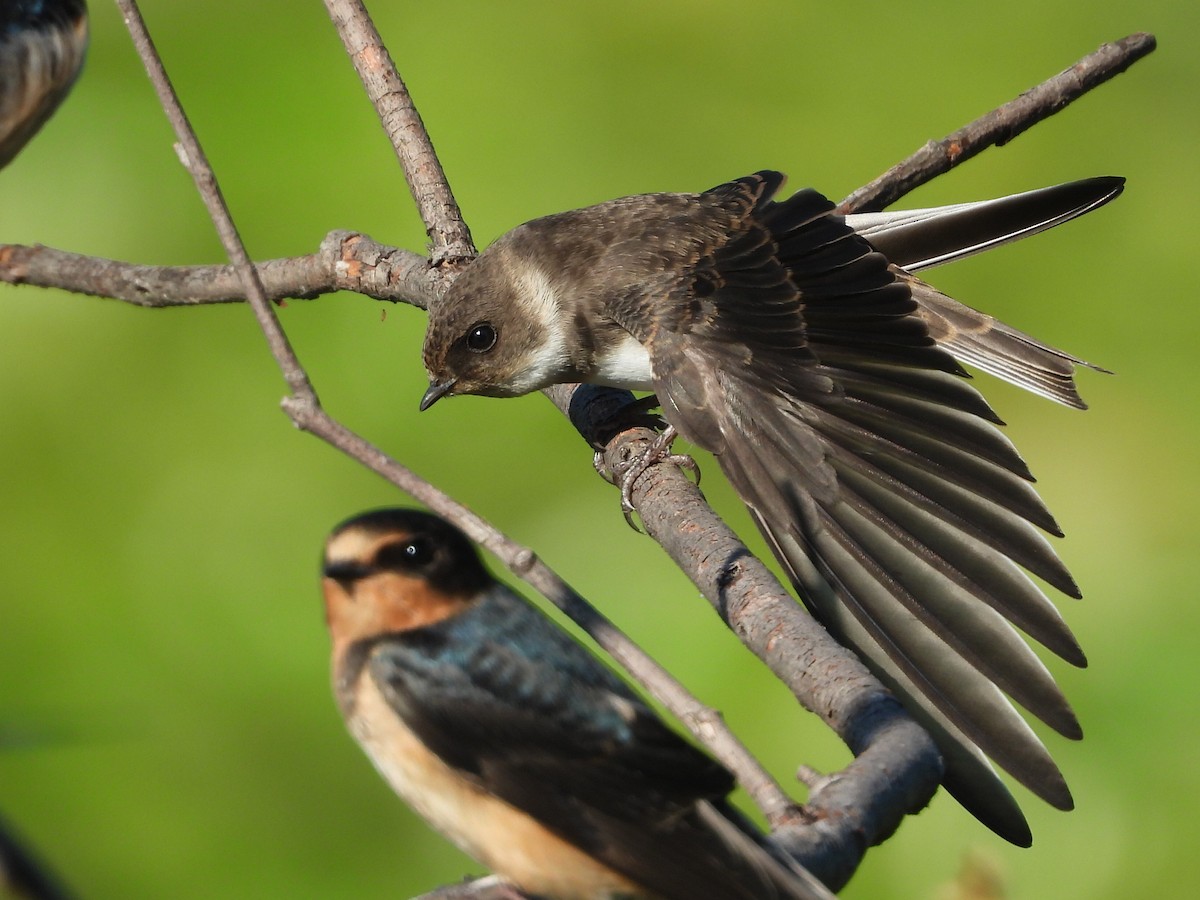 Bank Swallow - ML250104941