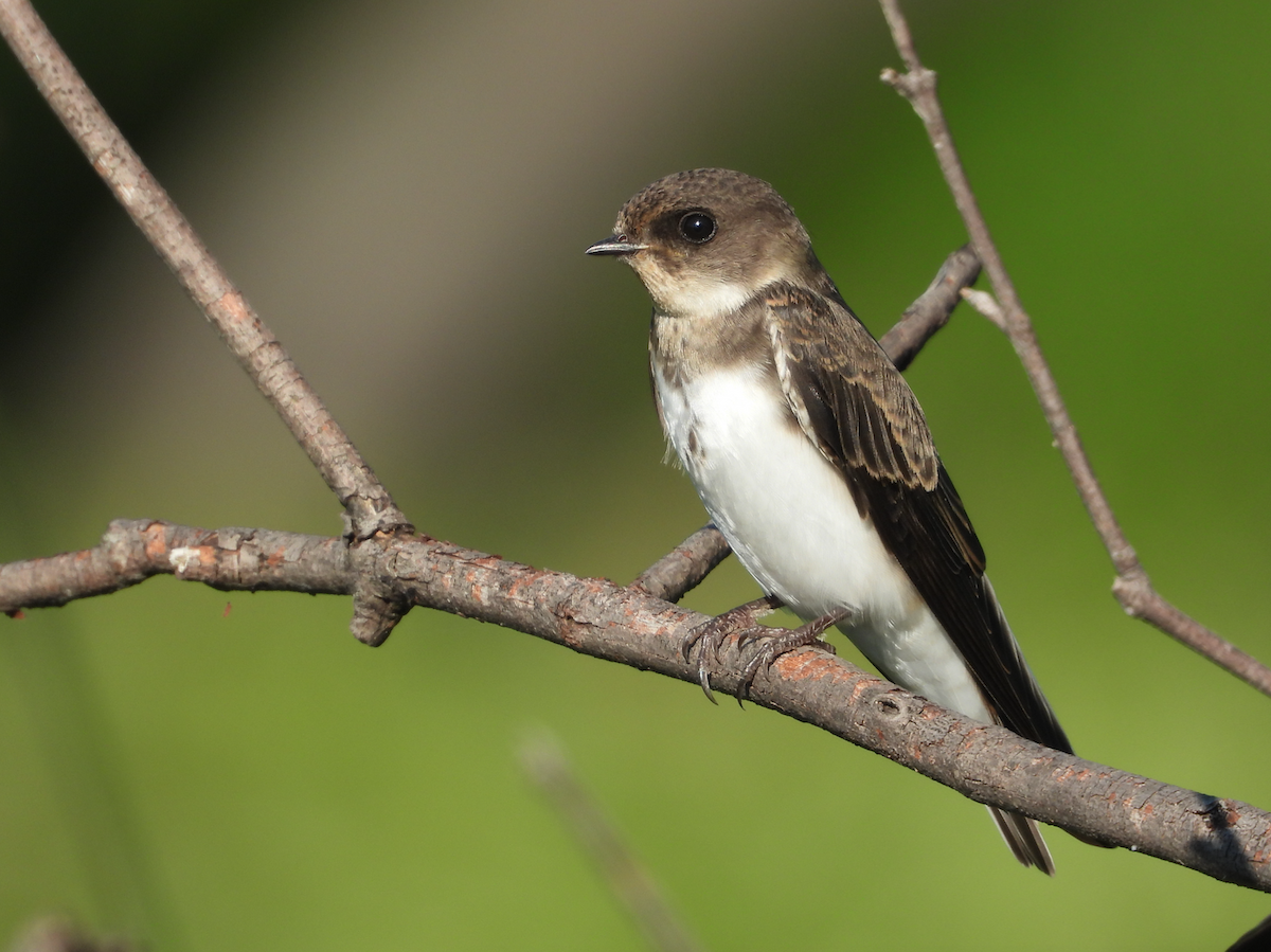 Bank Swallow - ML250105161