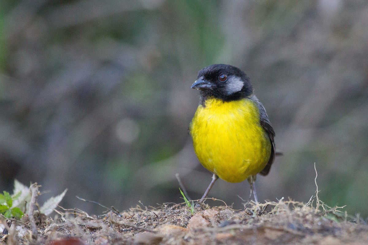 Santa Marta Brushfinch - ML250106101