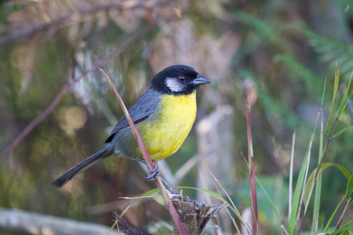 Santa Marta Brushfinch - ML250106121