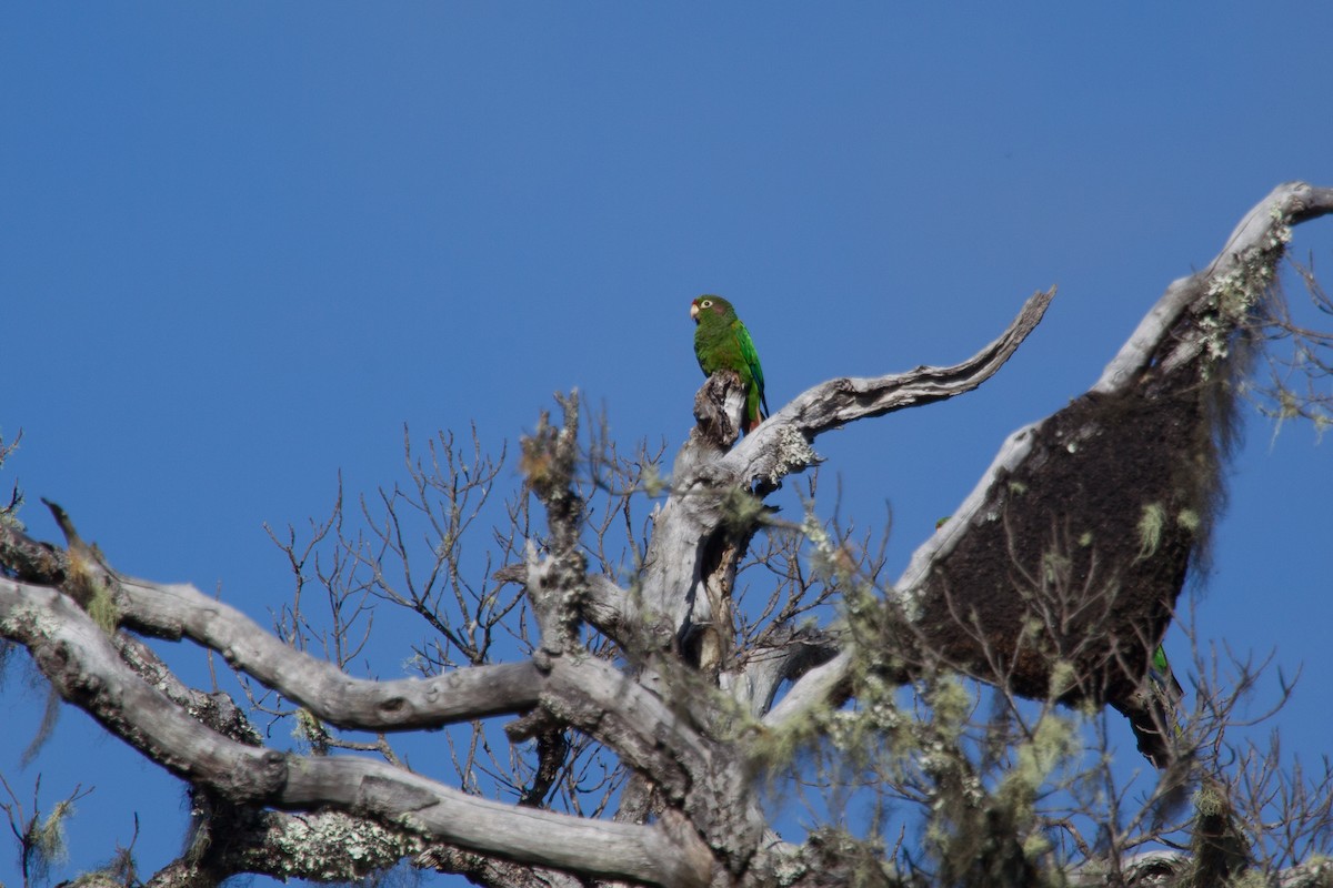 Santa Marta Parakeet - ML250106151