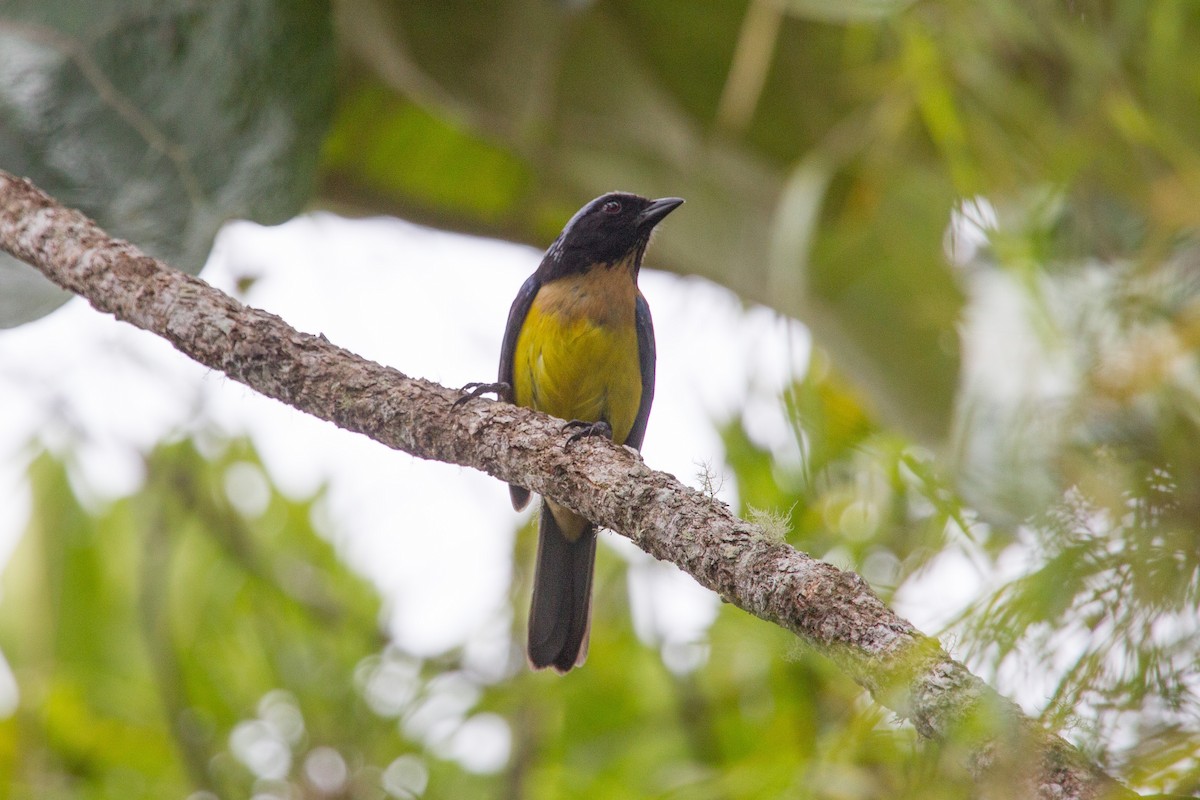 Buff-breasted Mountain Tanager - Simon Colenutt