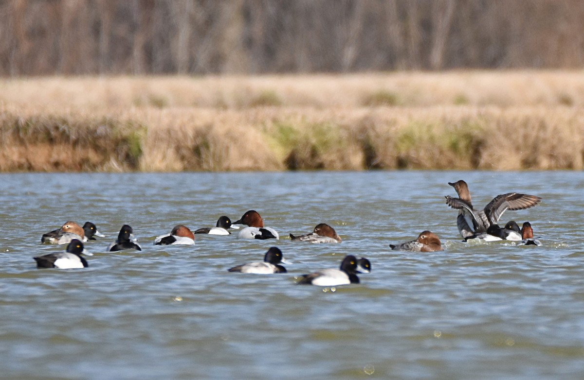 Canvasback - ML25010661