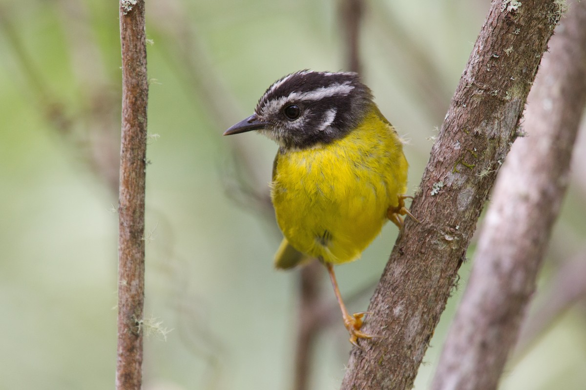 Santa-Marta-Waldsänger - ML250106641