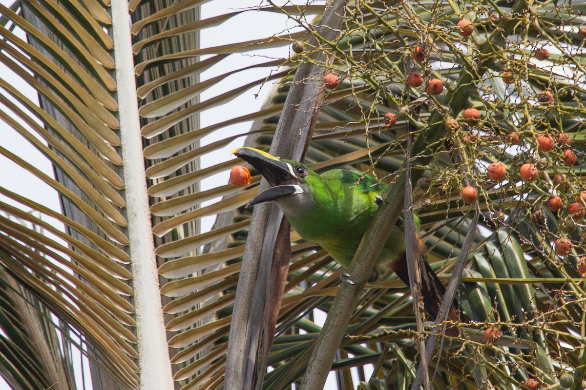 Southern Emerald-Toucanet (Santa Marta) - ML250106781