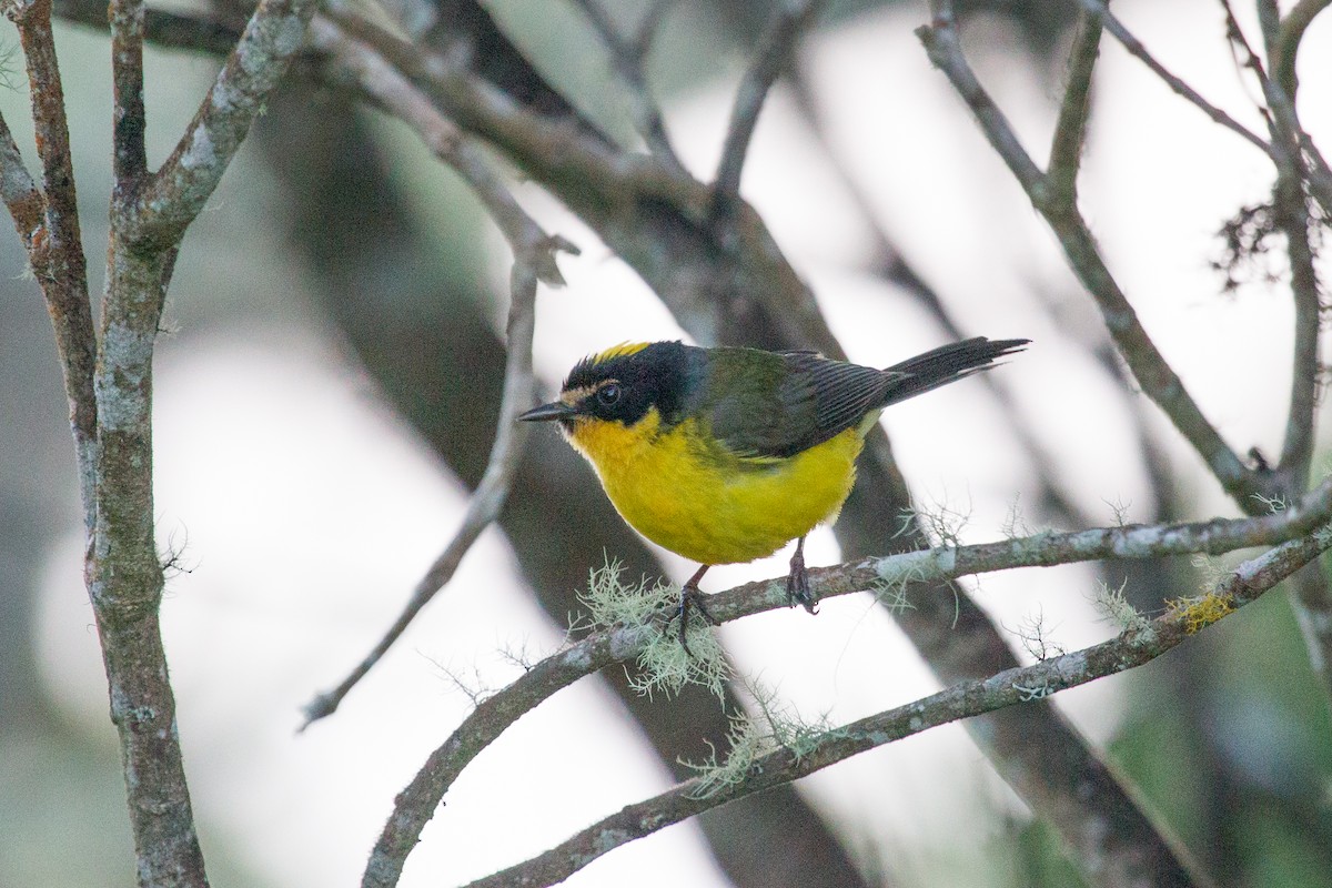 Yellow-crowned Redstart - ML250106891