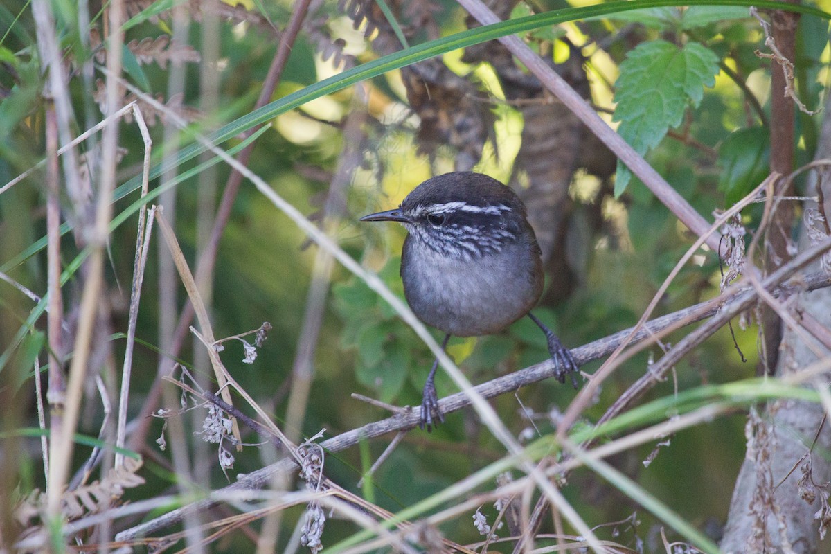 Hermit Wood-Wren - ML250107241