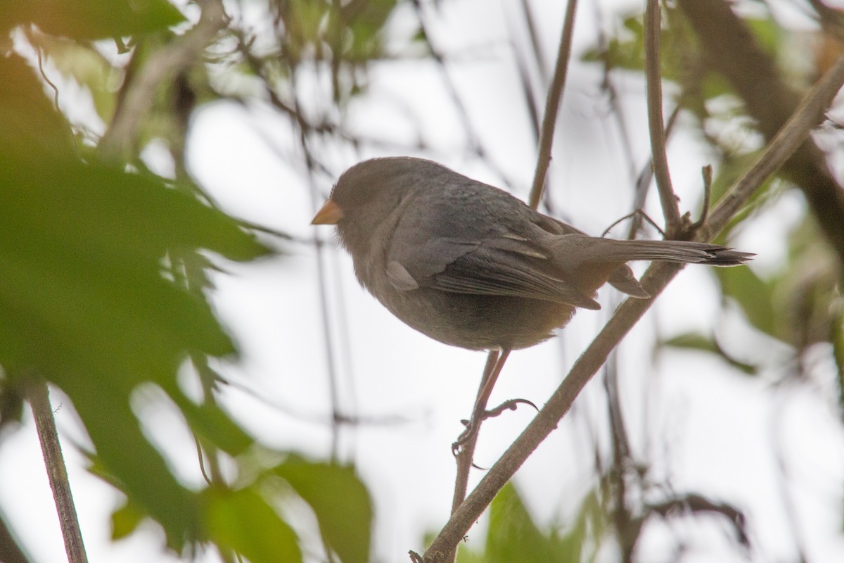 Paramo Seedeater - ML250107251