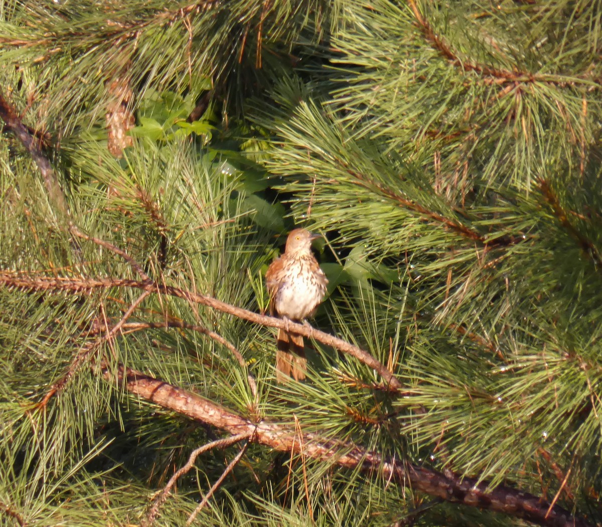 Brown Thrasher - ML250107281