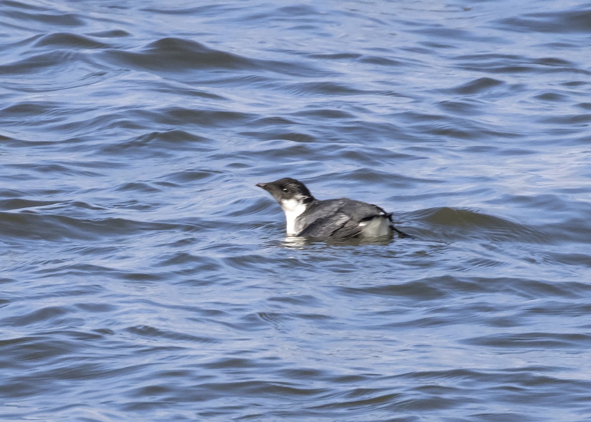 Ancient Murrelet - Rachel Holzman