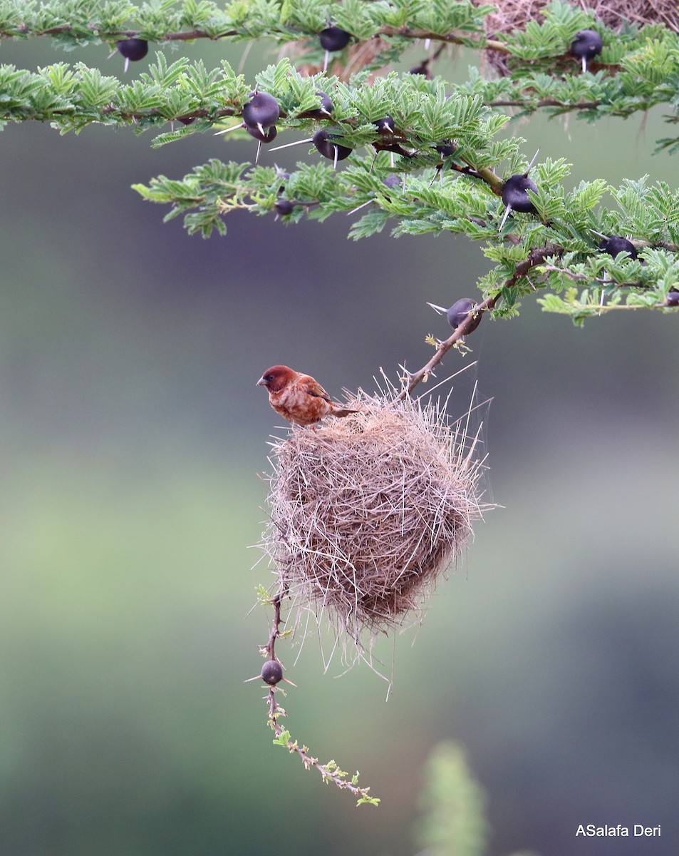 Chestnut Sparrow - Fanis Theofanopoulos (ASalafa Deri)