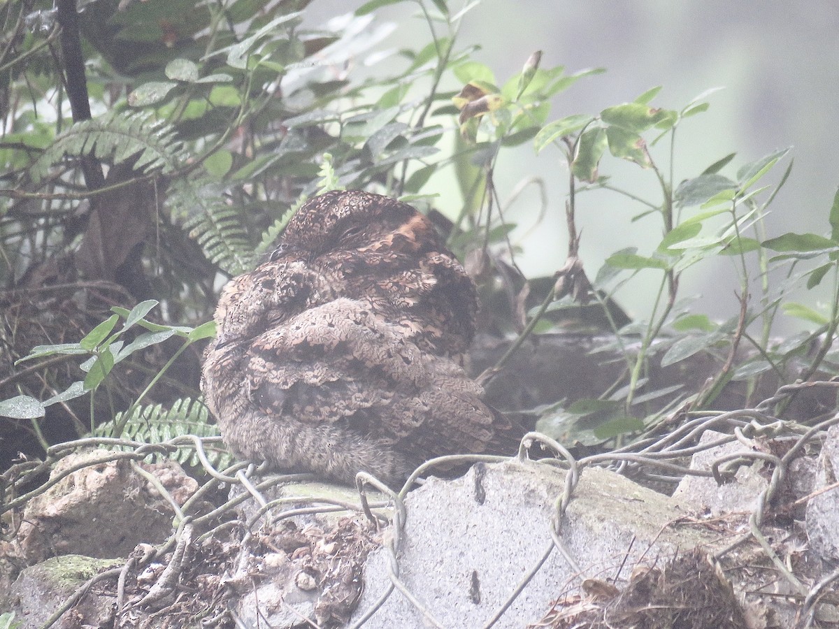 Lyre-tailed Nightjar - ML250111301