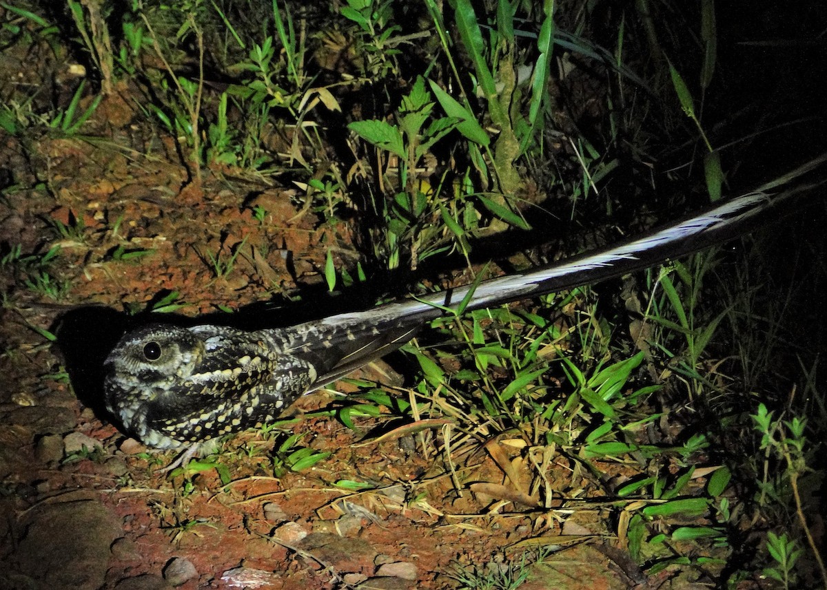 Long-trained Nightjar - Carlos Otávio Gussoni