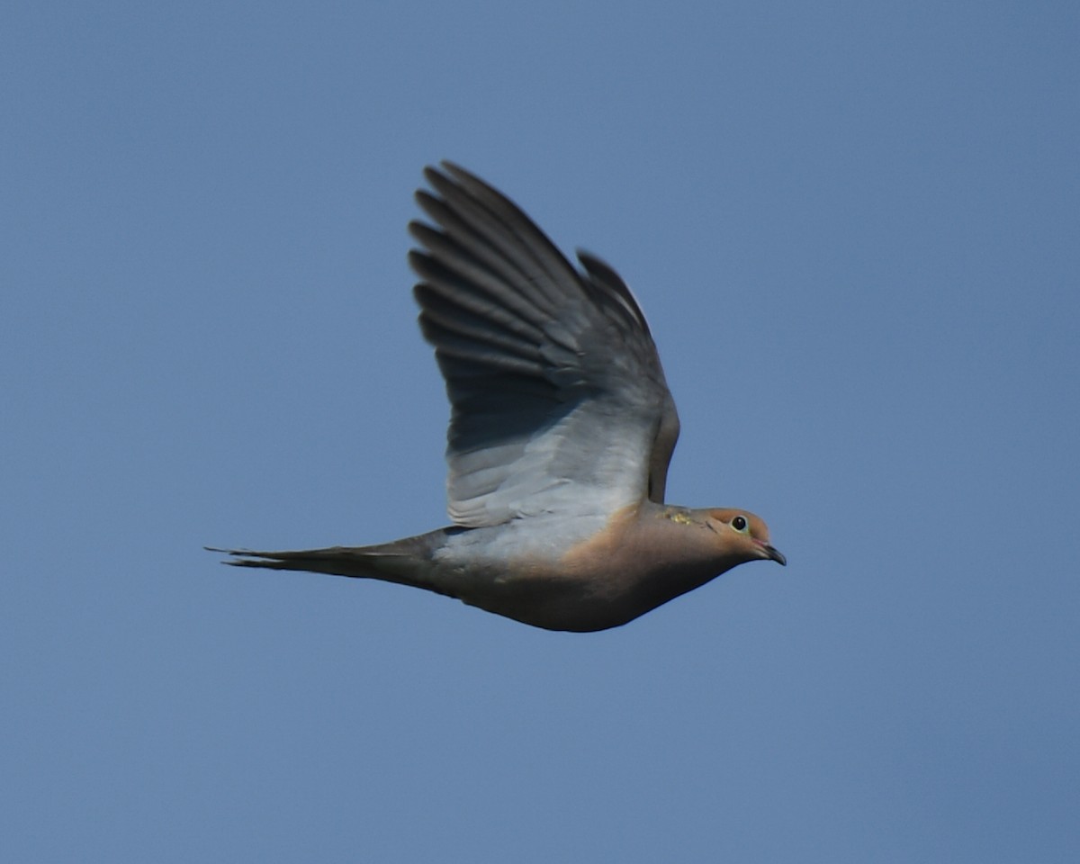 Mourning Dove - Keith McCullough