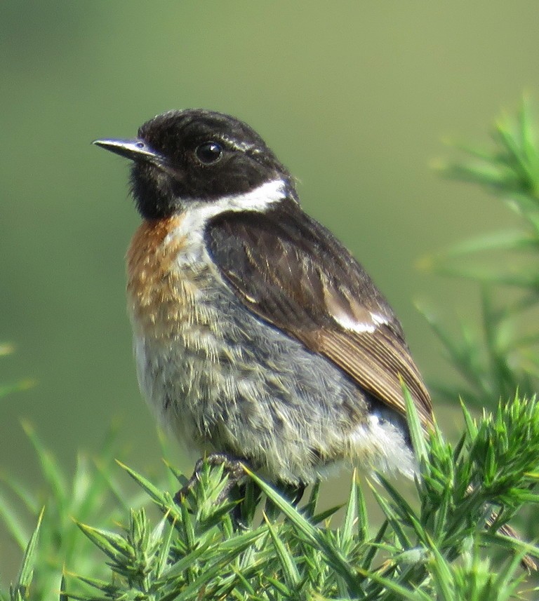 European Stonechat - George and Teresa Baker