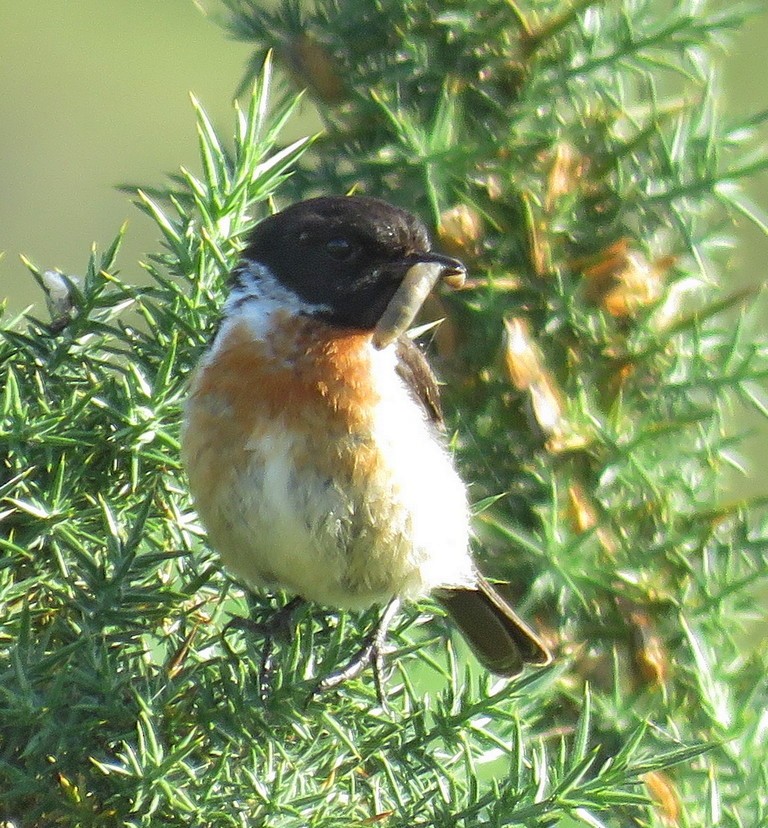 European Stonechat - ML250116191