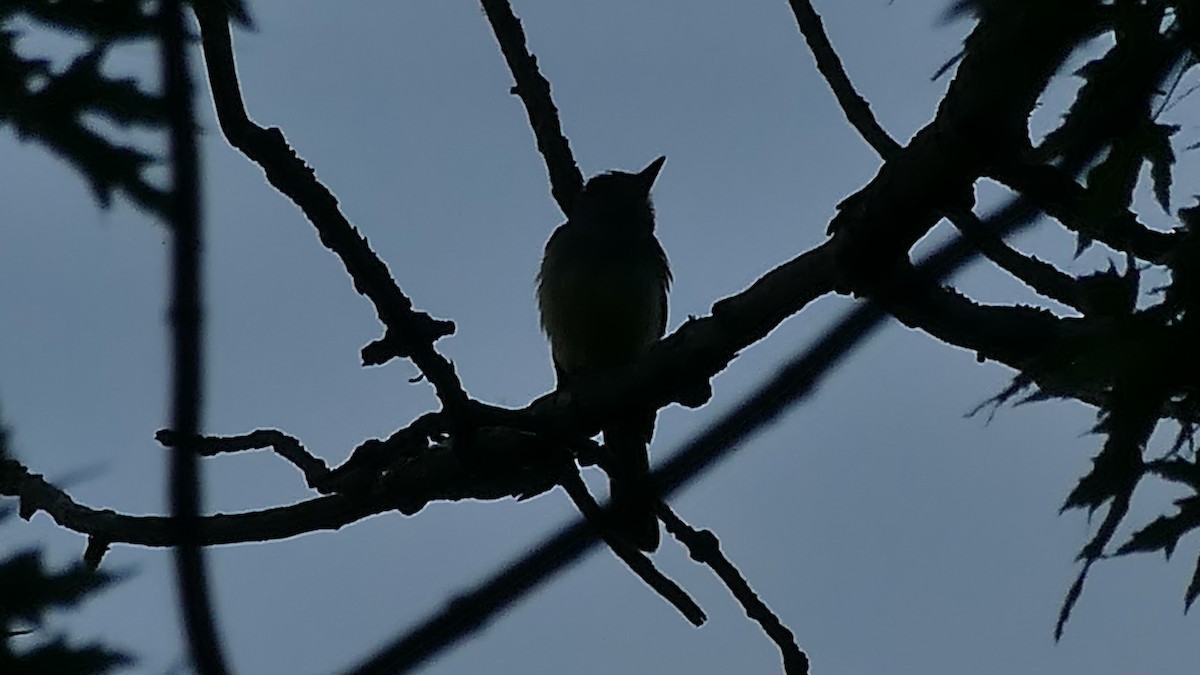 Great Crested Flycatcher - ML250116701