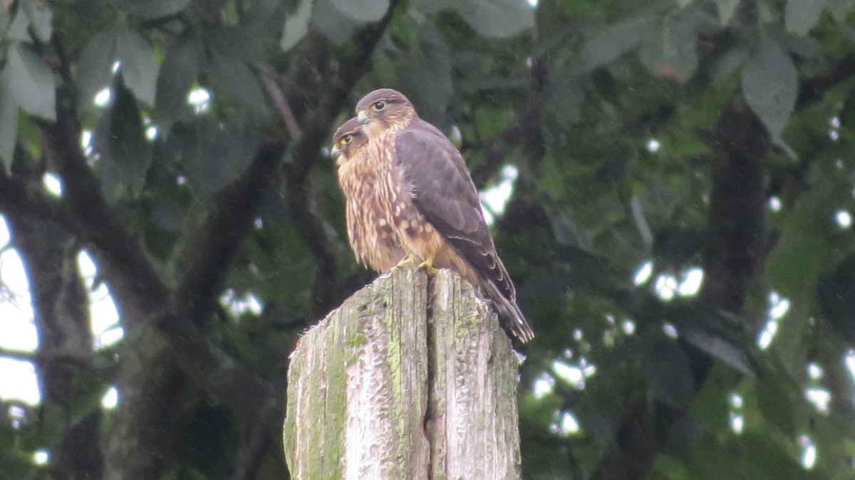 Merlin - ML250117081