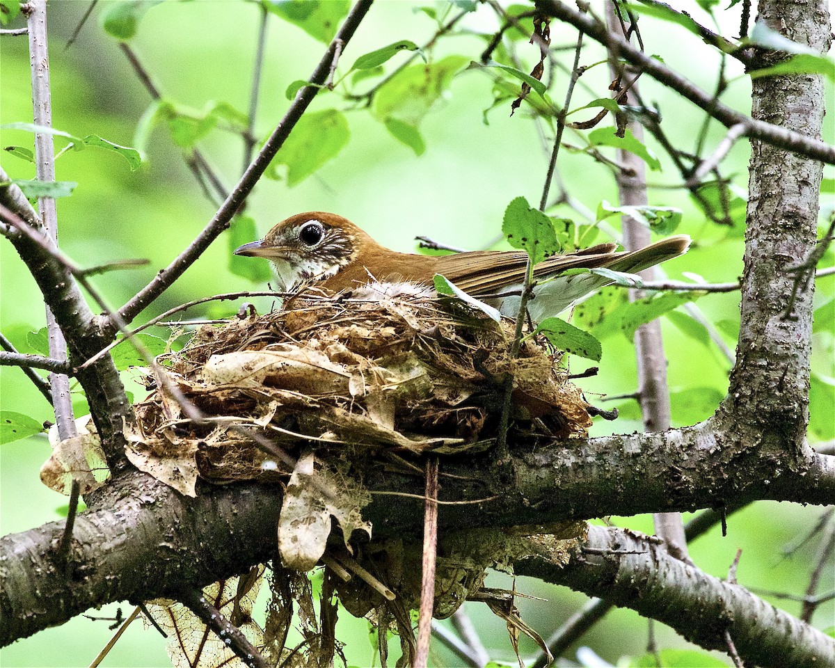 Wood Thrush - Jack & Holly Bartholmai