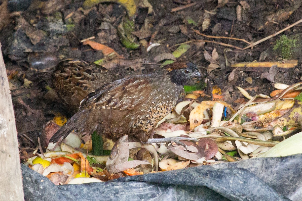 Black-fronted Wood-Quail - ML250117831