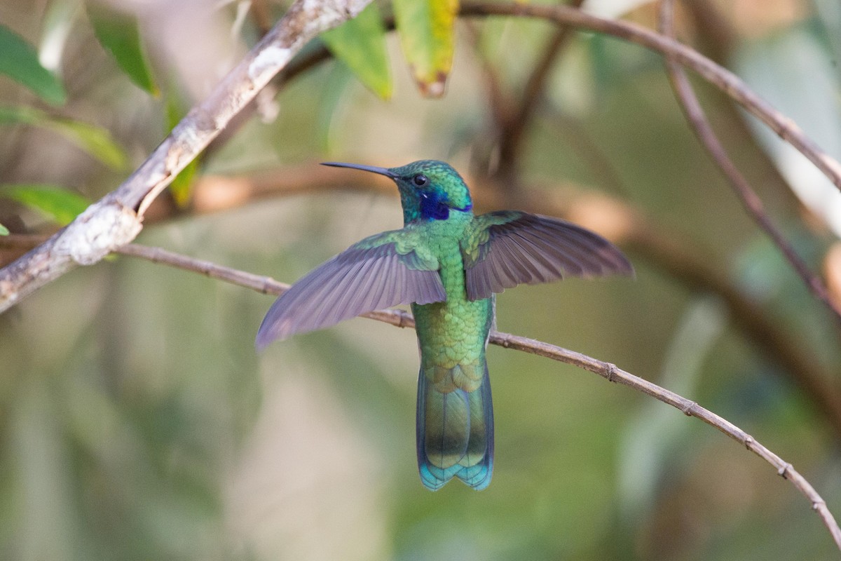 Lesser Violetear - ML250118001