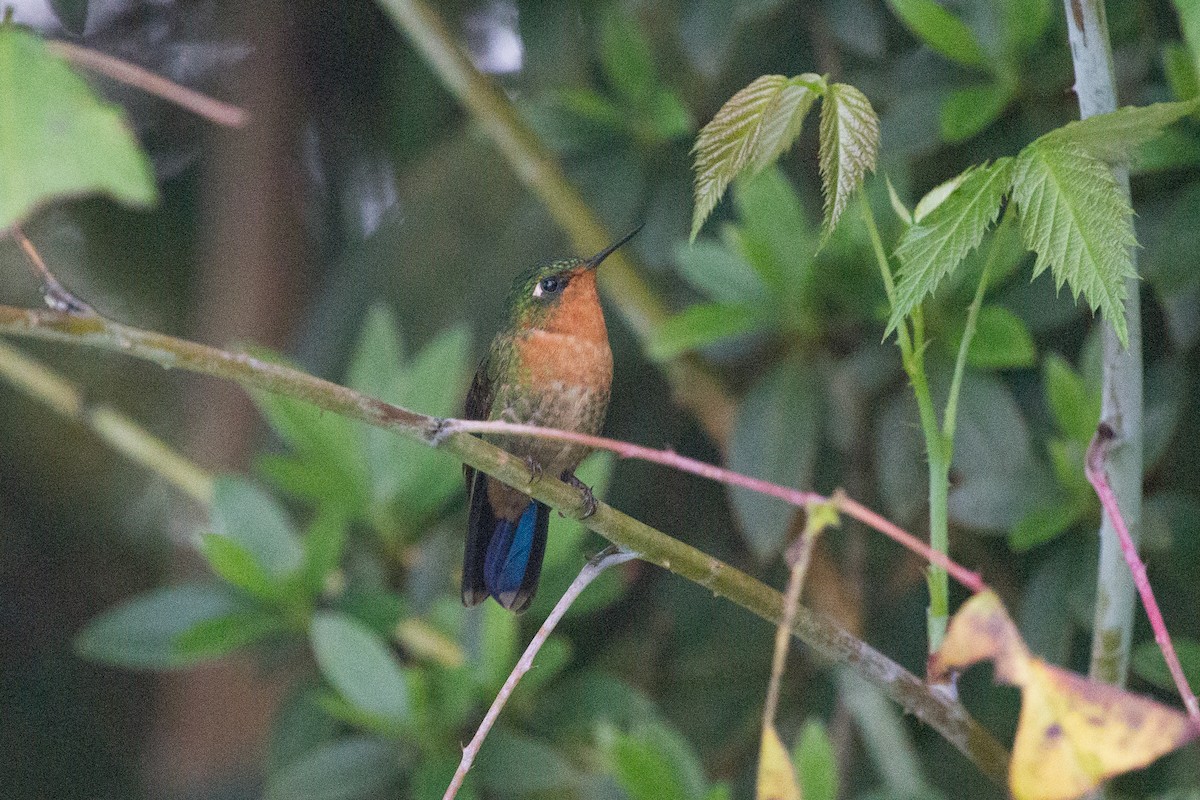 Tyrian Metaltail (Santa Marta) - ML250118061