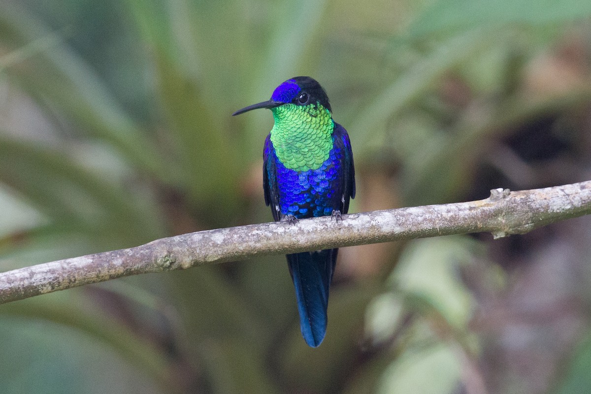Crowned Woodnymph (Northern/Colombian Violet-crowned) - ML250118171