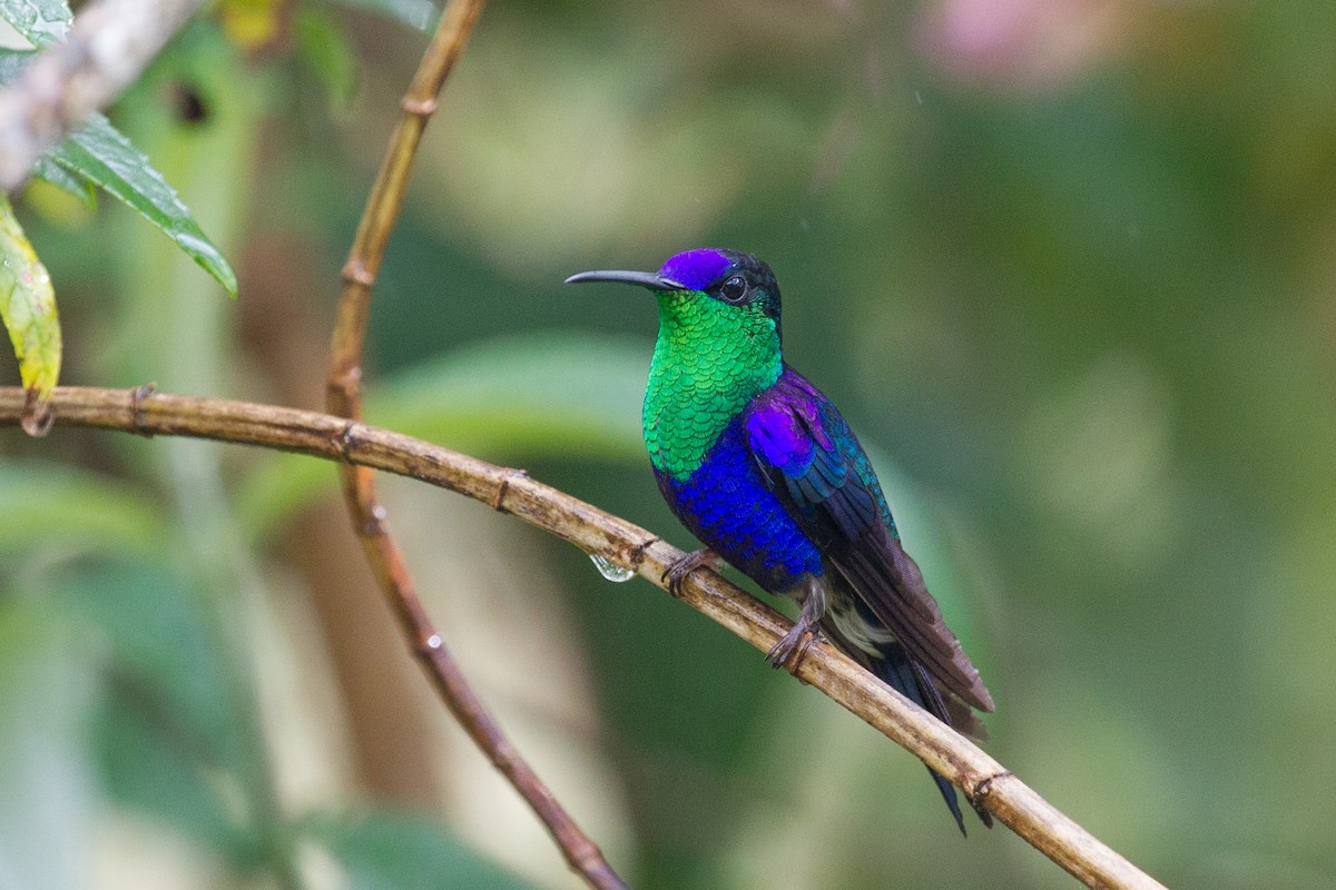 glansdryade (Violet-crowned Woodnymph) - ML250118181