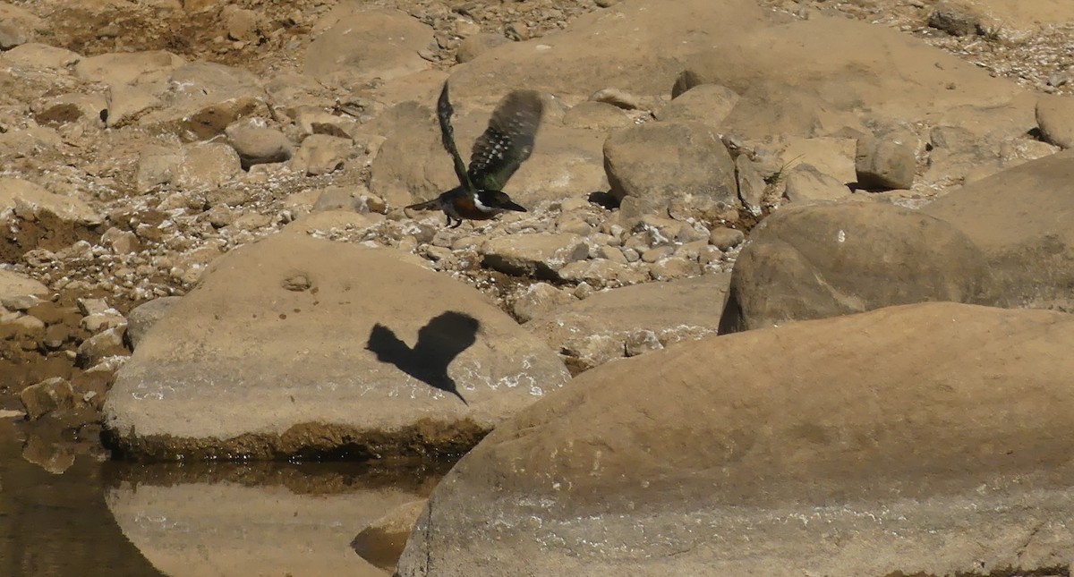 Amazon Kingfisher - ML250118191