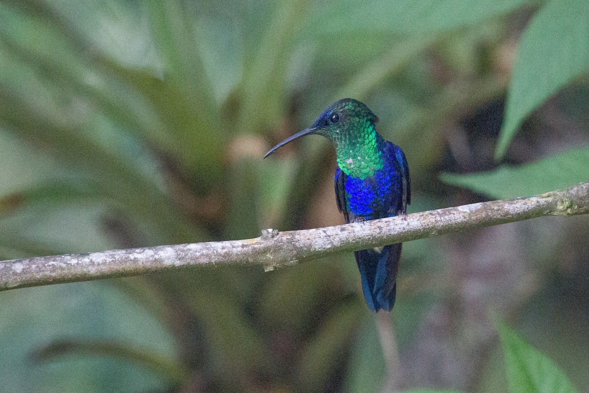 Crowned Woodnymph (Northern/Colombian Violet-crowned) - ML250118201