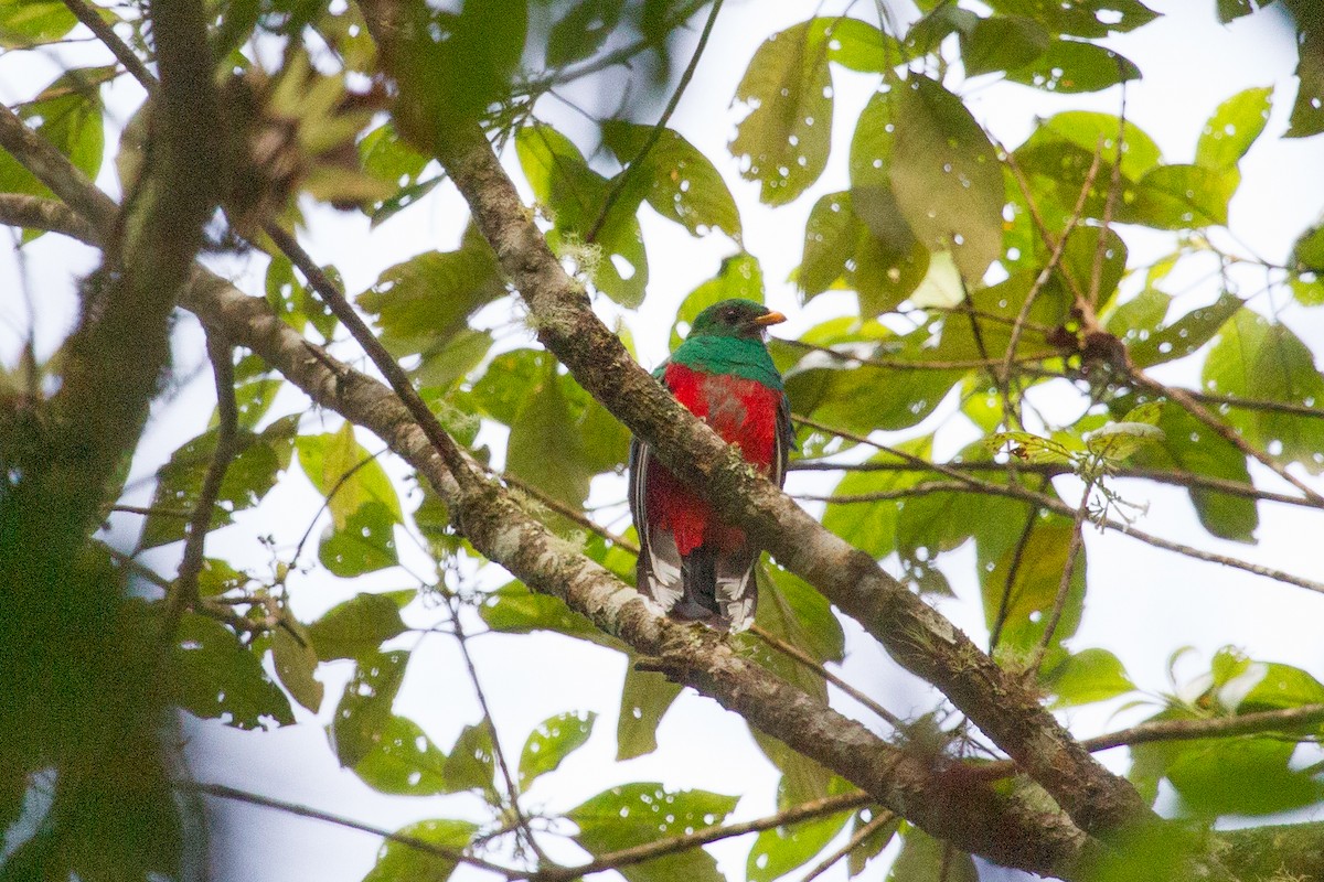 White-tipped Quetzal - Simon Colenutt