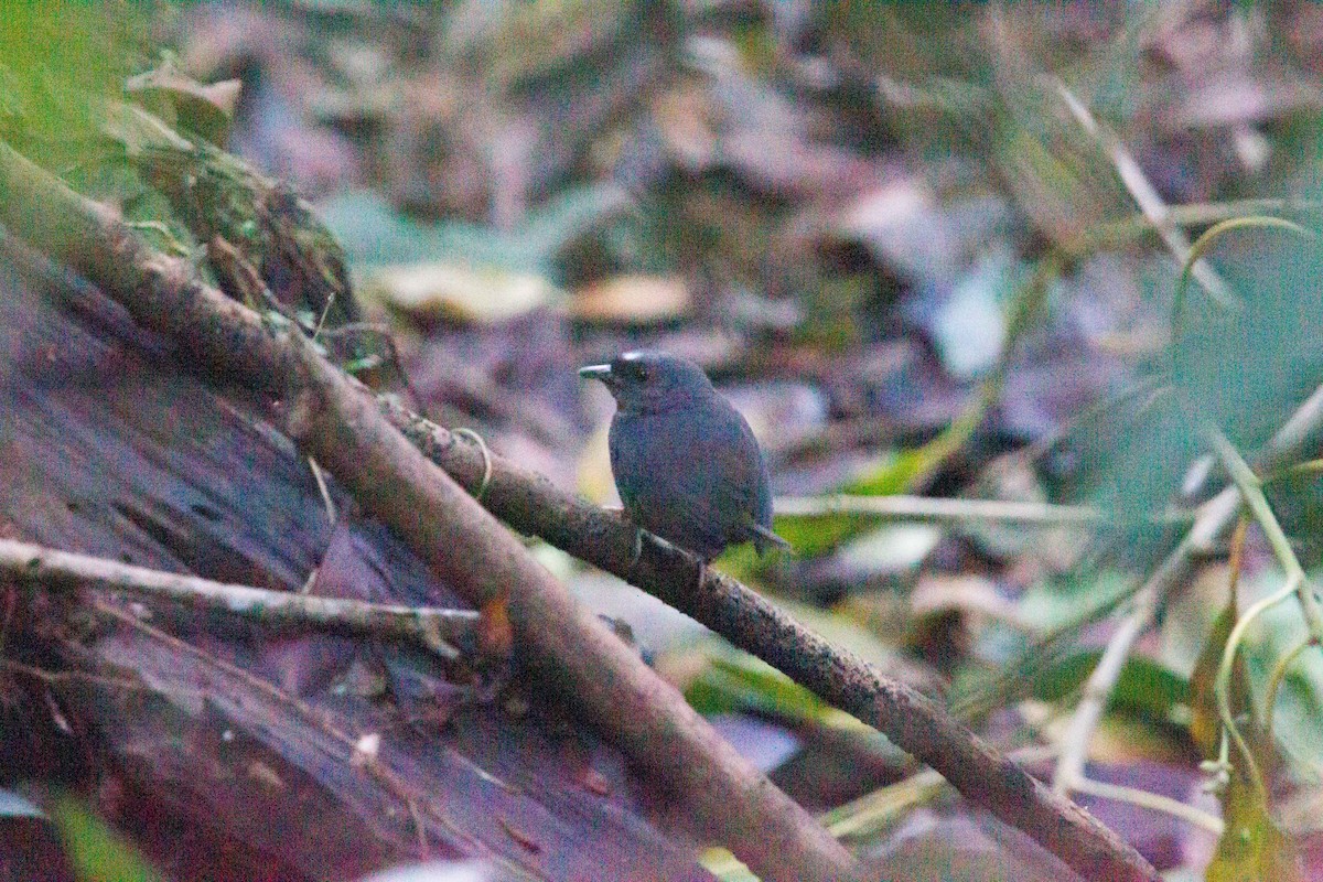 Santa Marta Tapaculo - ML250118711