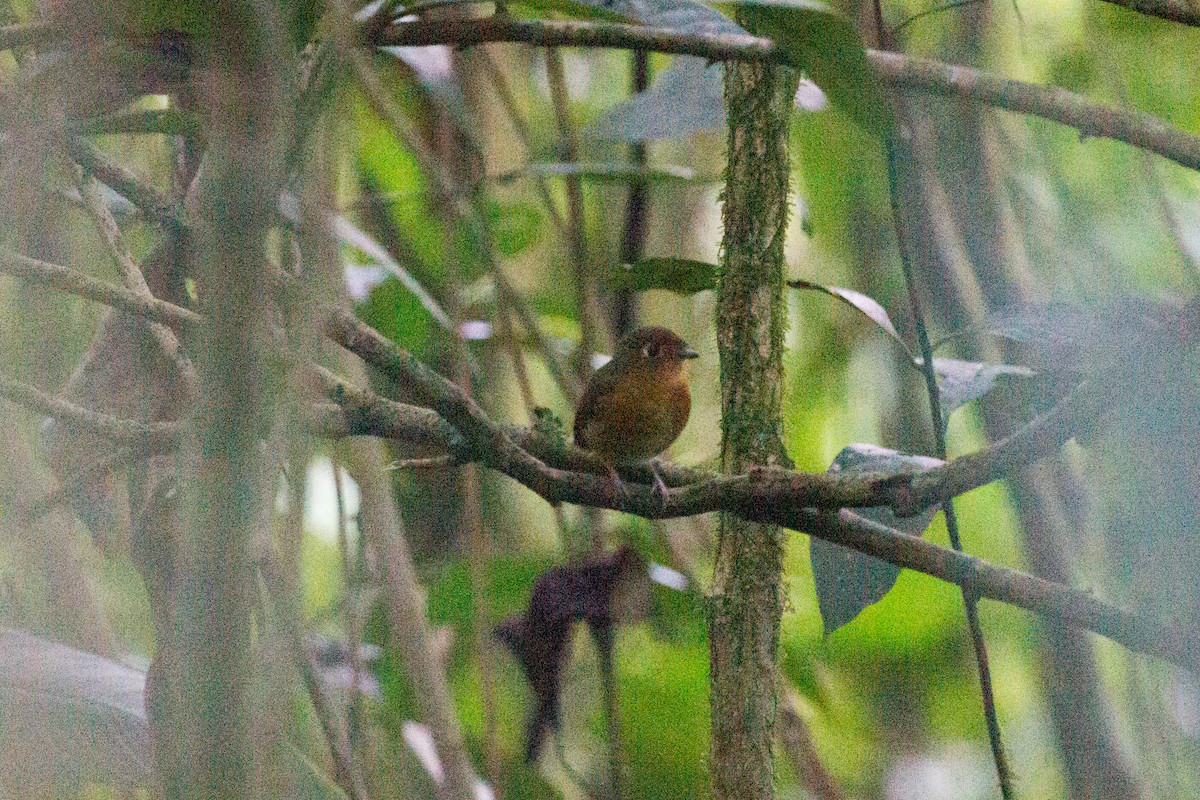 Rusty-breasted Antpitta - ML250118811