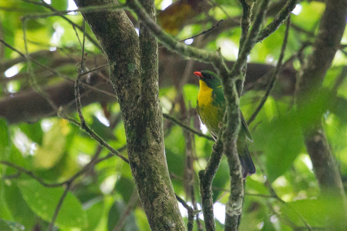 Golden-breasted Fruiteater - ML250118991