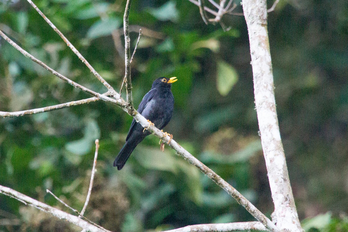 Yellow-legged Thrush - ML250119051