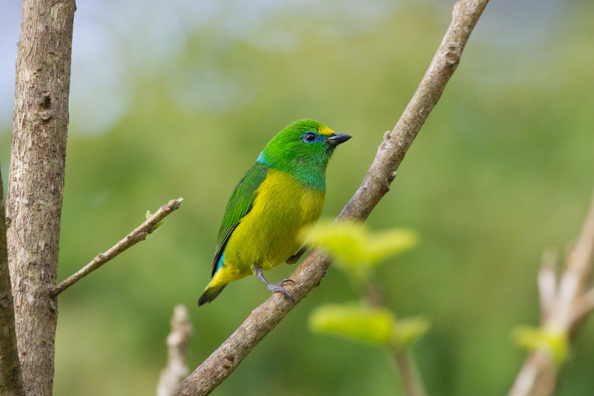 Blue-naped Chlorophonia - ML250119101