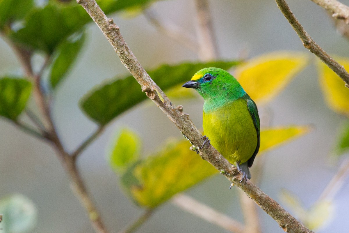 Blue-naped Chlorophonia - ML250119131