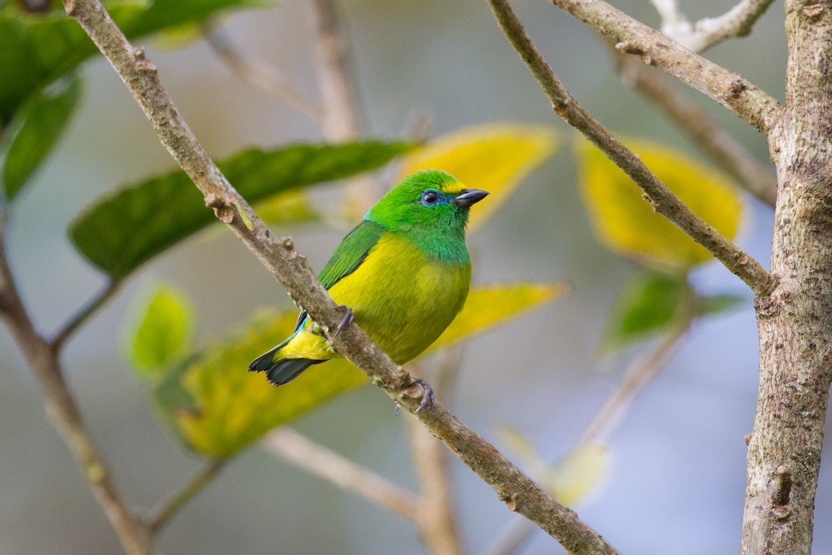 Blue-naped Chlorophonia - ML250119141