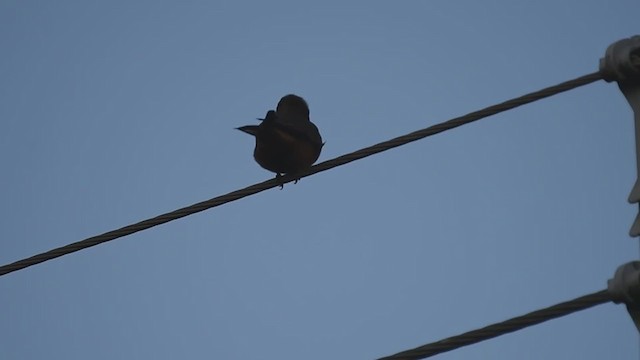 Cliff Flycatcher - ML250119471