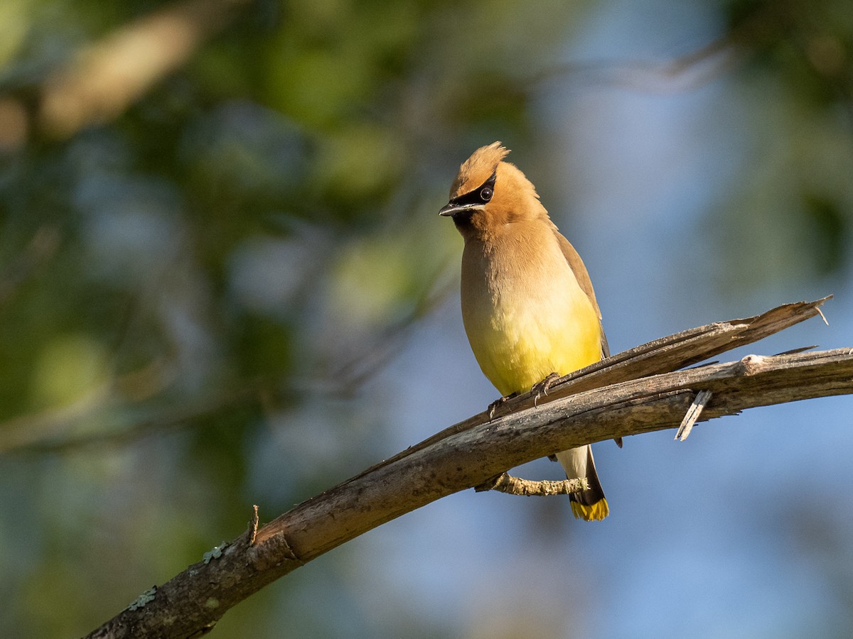 Cedar Waxwing - ML250120321