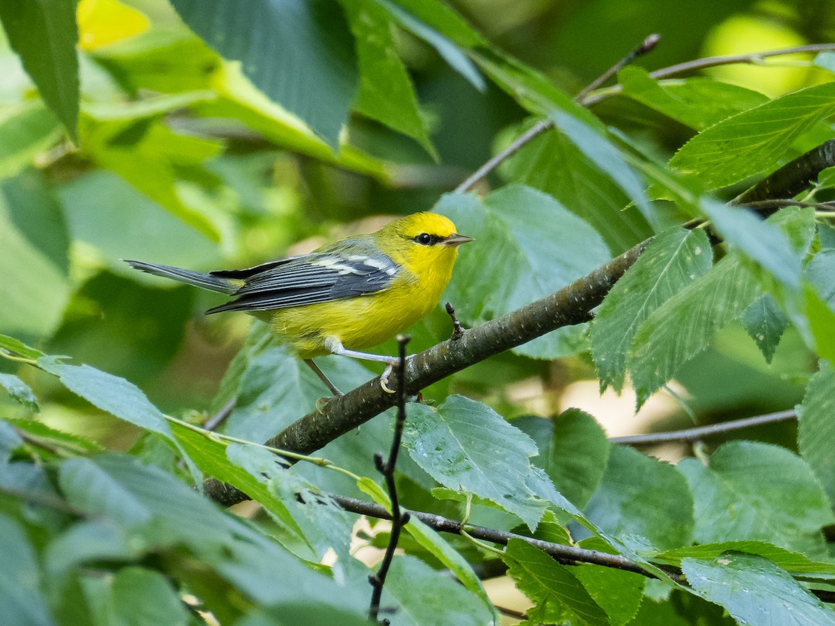 Blue-winged Warbler - ML250120361
