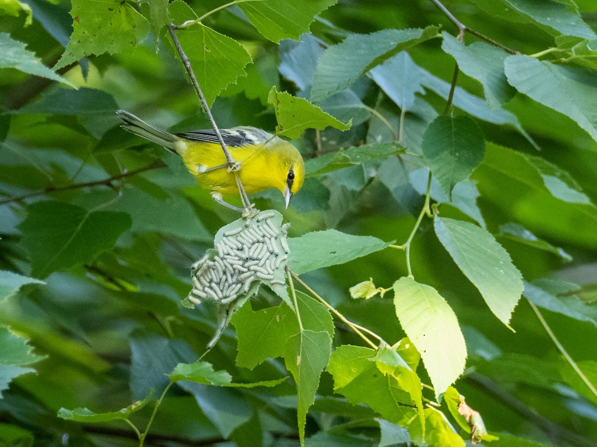 Blue-winged Warbler - ML250120401