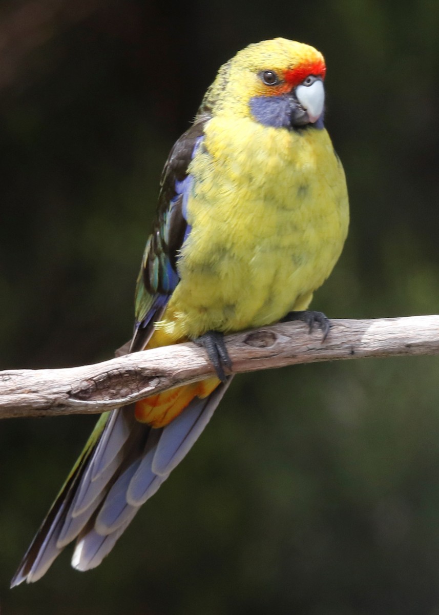 アカビタイキクサインコ - ML250121211