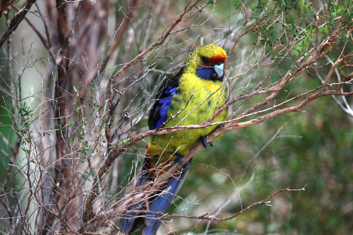 Perico de Tasmania - ML250121431