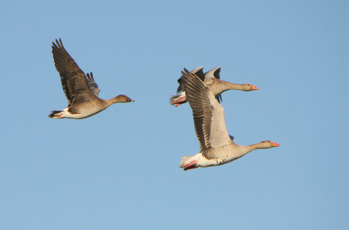 Tundra Bean-Goose - Alfonso Rodrigo