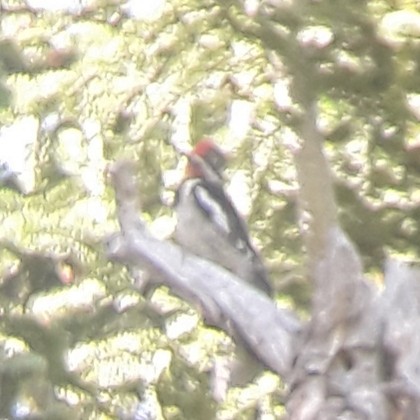 Red-naped Sapsucker - ML250122011